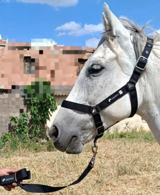 accessoire-pour-animaux-materiel-equitation-cheval-mohammadia-alger-algerie
