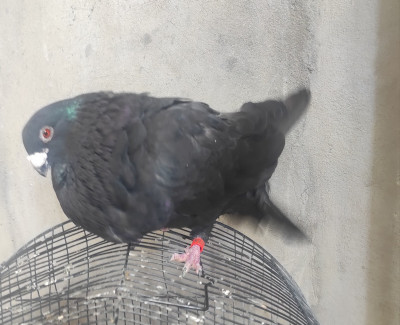 oiseau-male-pigeon-gorguero-bordj-bou-arreridj-algerie