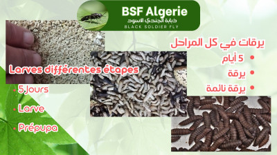 تنظيف-و-بستنة-bsf-larves-بوفاريك-البليدة-الجزائر