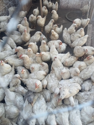 animaux-de-ferme-poulet-legorne-دجاج-ليجهورن-taghzout-bouira-algerie