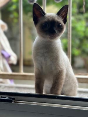 cat-chats-de-race-pour-adoption-ain-taya-algiers-algeria