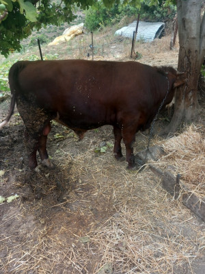 autre-vache-darguina-bejaia-algerie