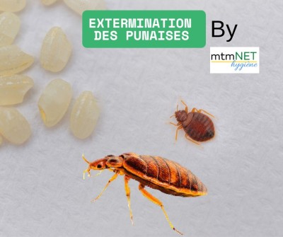 Extermination des punaises de lit بق الفراش à chlef