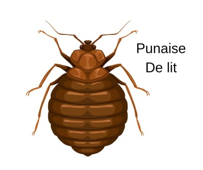 Extermination radicale des punaises de lit à sidi belabess 