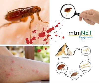Extermination des puces de chat et puces de chien البرغوث à ain témouchent 