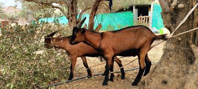 animaux-de-ferme-vente-chevreau-alpine-بيع-تيوس-البين-sidi-aich-bejaia-algerie