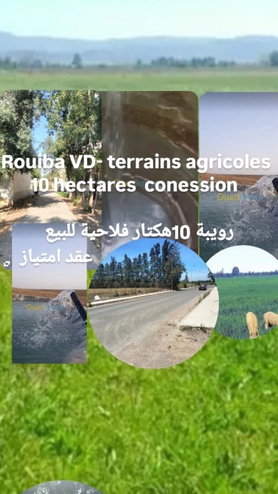 بيع أرض فلاحية الجزائر الرويبة
