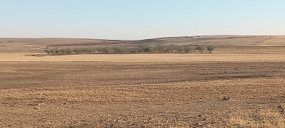 terrain-agricole-location-tiaret-ain-bouchekif-algerie