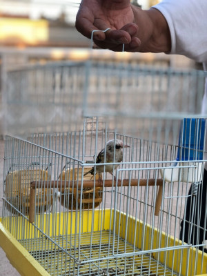 oiseau-chardonneret-phenomene-tete-aigle-dar-el-beida-alger-algerie