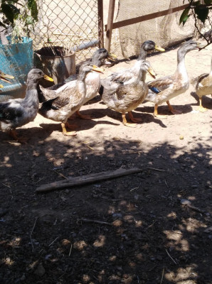 animaux-de-ferme-canard-et-canards-barbarie-akbou-bejaia-algerie