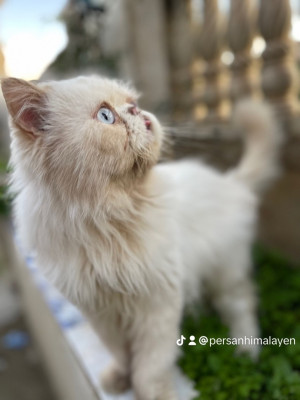 cat-chat-persan-male-bouzareah-alger-algeria