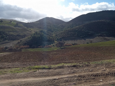 terrain-agricole-echange-souk-ahras-tiffech-algerie