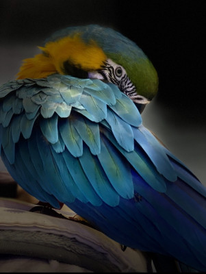 عصفور-perroquet-ara-وهران-الجزائر
