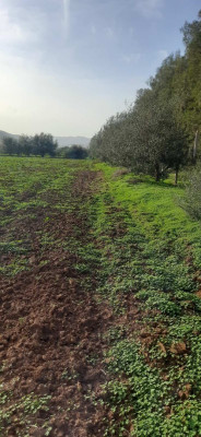 farmland-sell-blida-mouzaia-algeria
