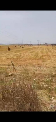 terrain-agricole-vente-annaba-ain-berda-algerie