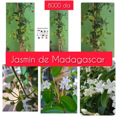 Jasmin de Madagascar 