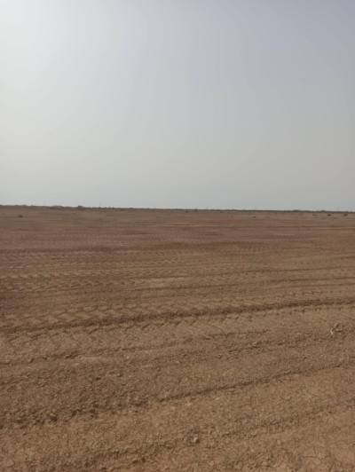 Sell Farmland Biskra Sidi okba