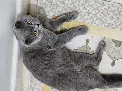 chat-un-male-scottish-fold-pour-accouplement-pedigree-bouzareah-alger-algerie