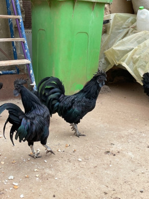 animaux-de-ferme-ayam-cemani-noir-coqs-poules-oeufs-el-achour-alger-algerie