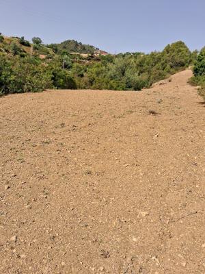 terrain-vente-tipaza-larhat-algerie