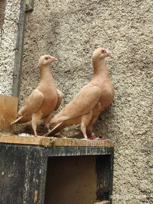 animaux-de-ferme-طيور-الزينة-khemis-el-khechna-boumerdes-algerie