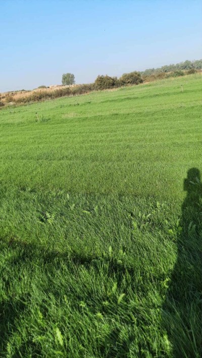 Espace vert et Gazon Naturel 