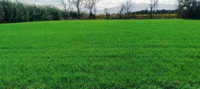 Espace vert et Gazon Naturel 