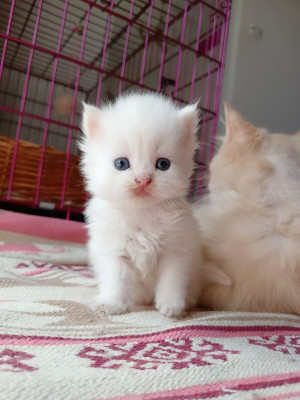 cat-chat-persan-chinchilla-blanc-staoueli-algiers-algeria