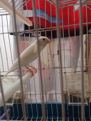 oiseau-canari-algerie