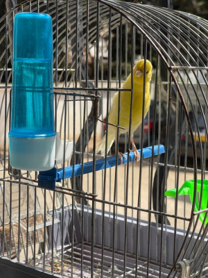 oiseau-couple-canari-algerie