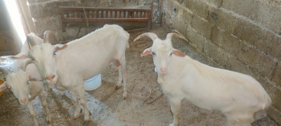 autre-animaux-oued-ghir-bejaia-algerie