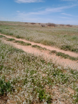 terrain-agricole-vente-djelfa-benhar-algerie