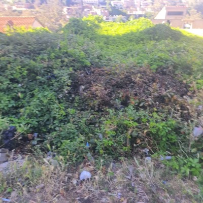 Sell Land Alger El biar
