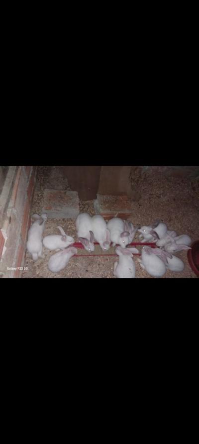 آخر-lapin-blanc-en-tres-bon-etat-أزفون-تيزي-وزو-الجزائر