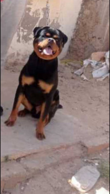 كلب-chien-rottweiler-وهران-الجزائر