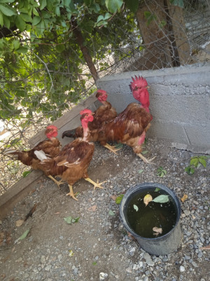 animaux-de-ferme-دجاج-tizi-ouzou-algerie