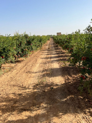 terrain-agricole-vente-oran-algerie