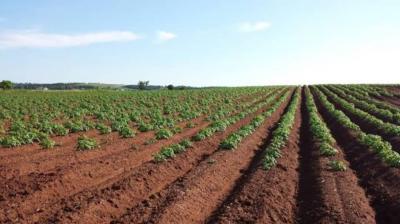 farmland-sell-ain-temouchent-hassi-el-ghella-algeria