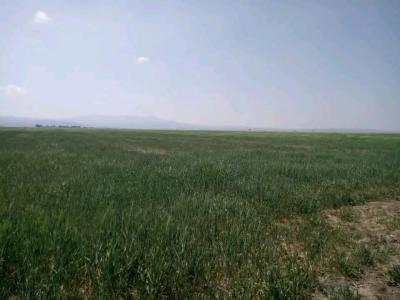 terrain-agricole-vente-ain-temouchent-algerie