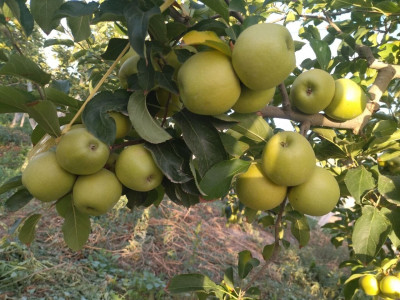 fruits-legumes-تفاح-أريس-arris-batna-algerie