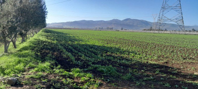Sell Farmland Tipaza Sidi rached