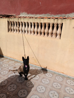 chien-malinois-5-mois-oran-algerie