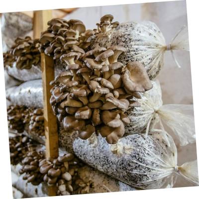 jardinage-sac-de-champignons-pleurote-miliana-ain-defla-algerie