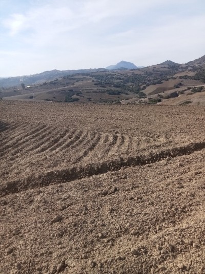 Vente Terrain Agricole Tipaza Cherchell