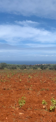 terrain-agricole-vente-mostaganem-abdelmalek-ramdane-algerie