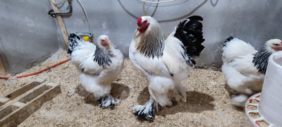 animaux-de-ferme-oeufs-feconde-poule-race-douera-alger-algerie