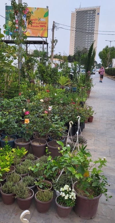 Sell Land Alger El biar