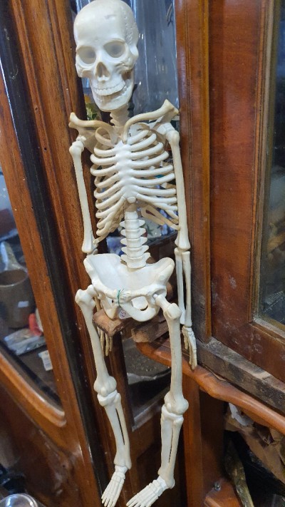 Mini skeleton squelette humain de la marque EDU-TOYS 51 cm 