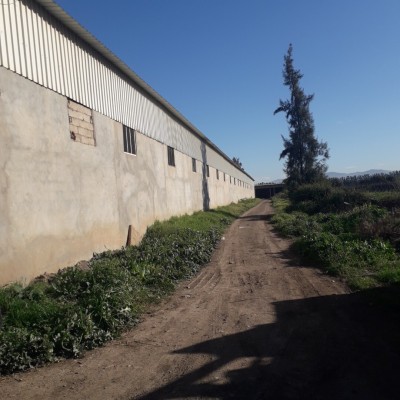 Rent Farmland Blida Chebli