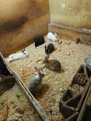 animaux-de-ferme-lapins-birkhadem-alger-algerie